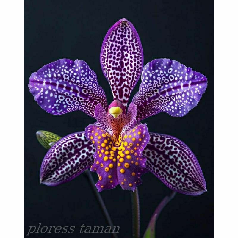 tanaman hias anggrek bulan dewasa bunga ungu