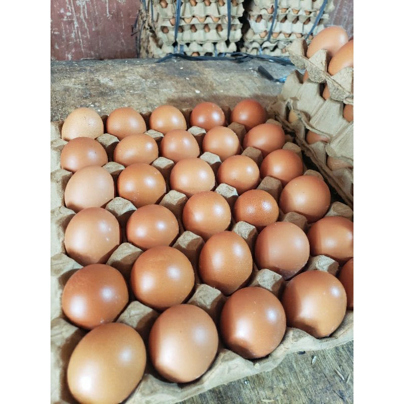 

Telur ayam negri fresh per kotak isi 30 pcs