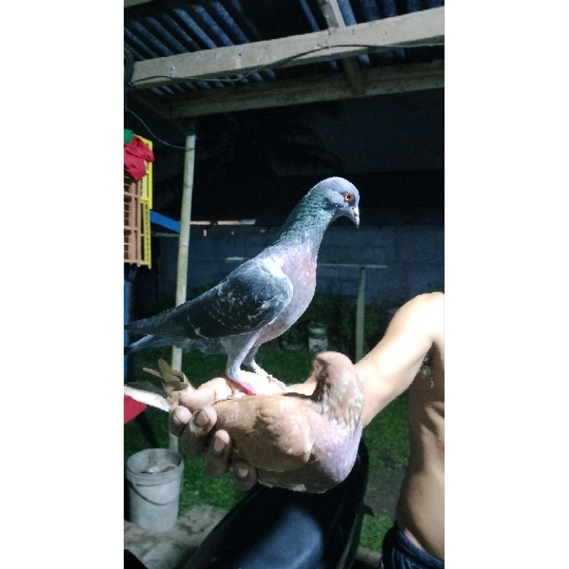 merpati kolong bebas