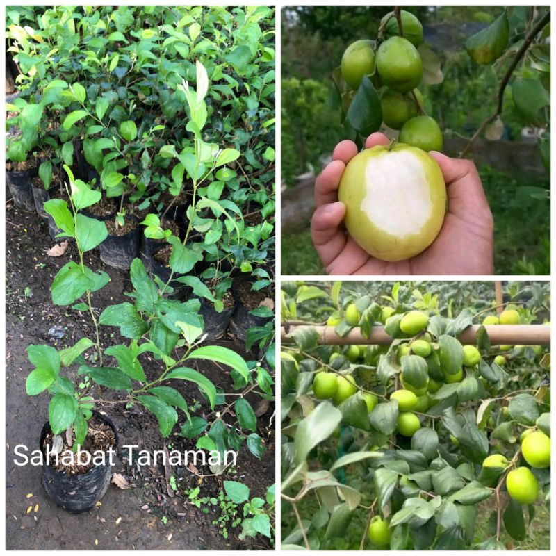 Bibit Apel hijau putsa , futsa, bidara india ( apel dataran rendah) okulasi