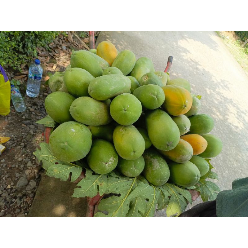 

pepaya California kebumen