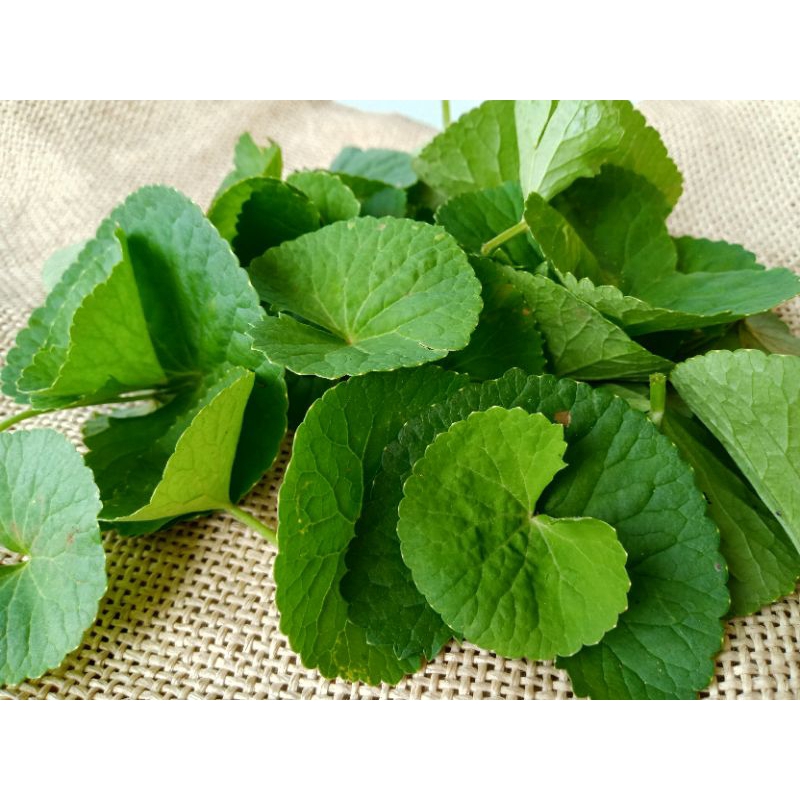 

Daun pegangan tanpa batang Fres bersih higienis per kemasan