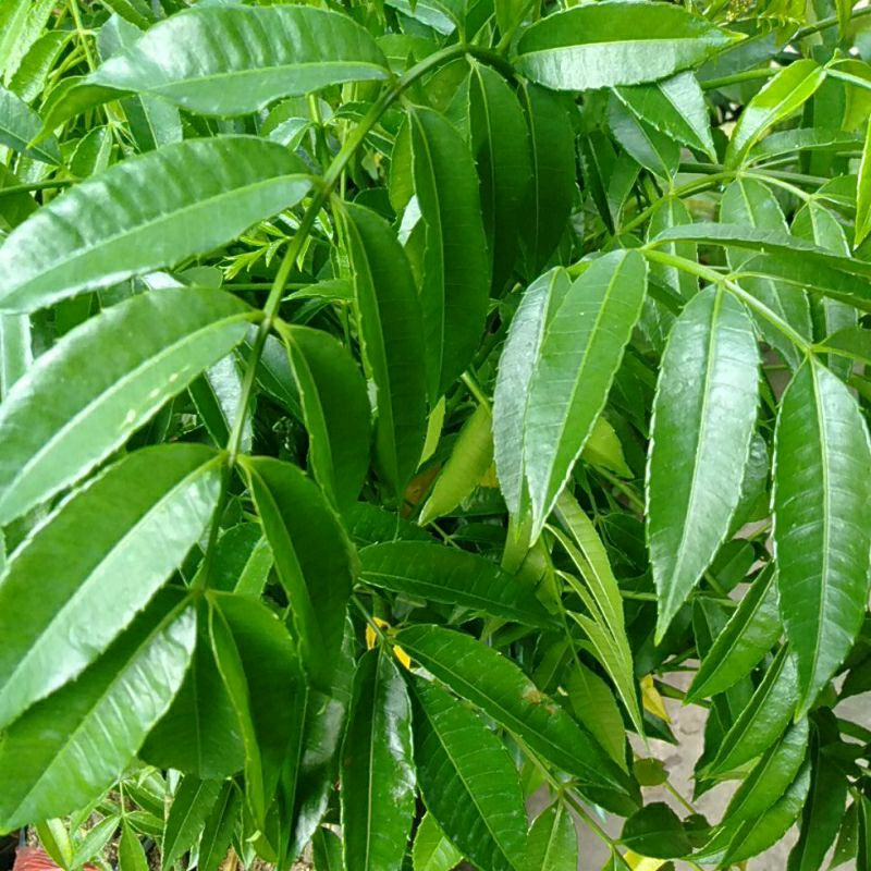 

SAYUR DODONG KEDONDONG petik segar