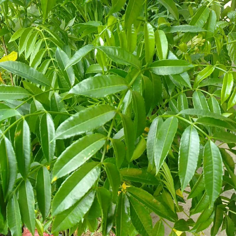 

DAUN DODONG KEDONDONG petik segar