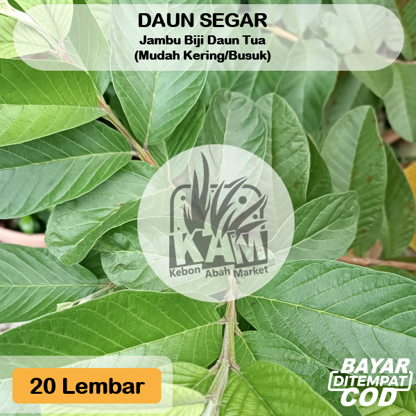 

Daun Jambu Biji Tua Segar 20 Lembar Obat Herbal