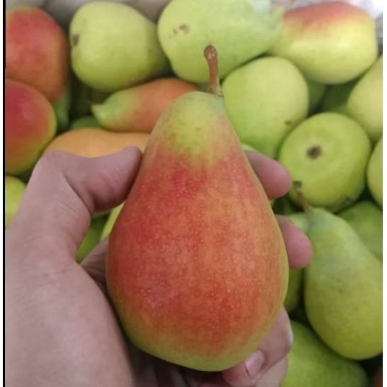 

Buah Pear Honey Balle curah Jual Per 1 Dus Karton