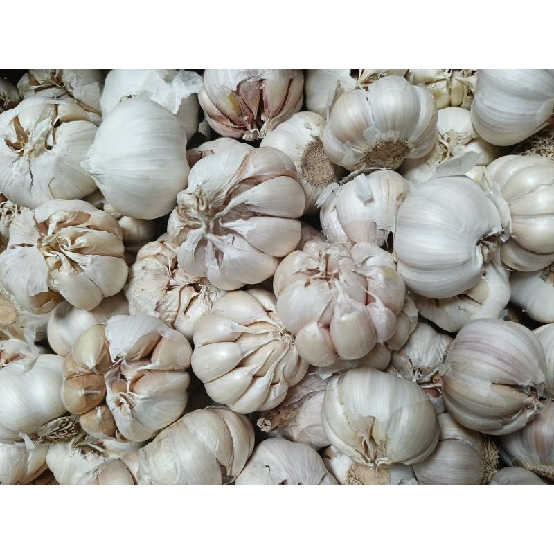 

Paket Usaha Grosir Bawang Putih Per Sak 20 kg / Bawang Putih Sinco Grosir