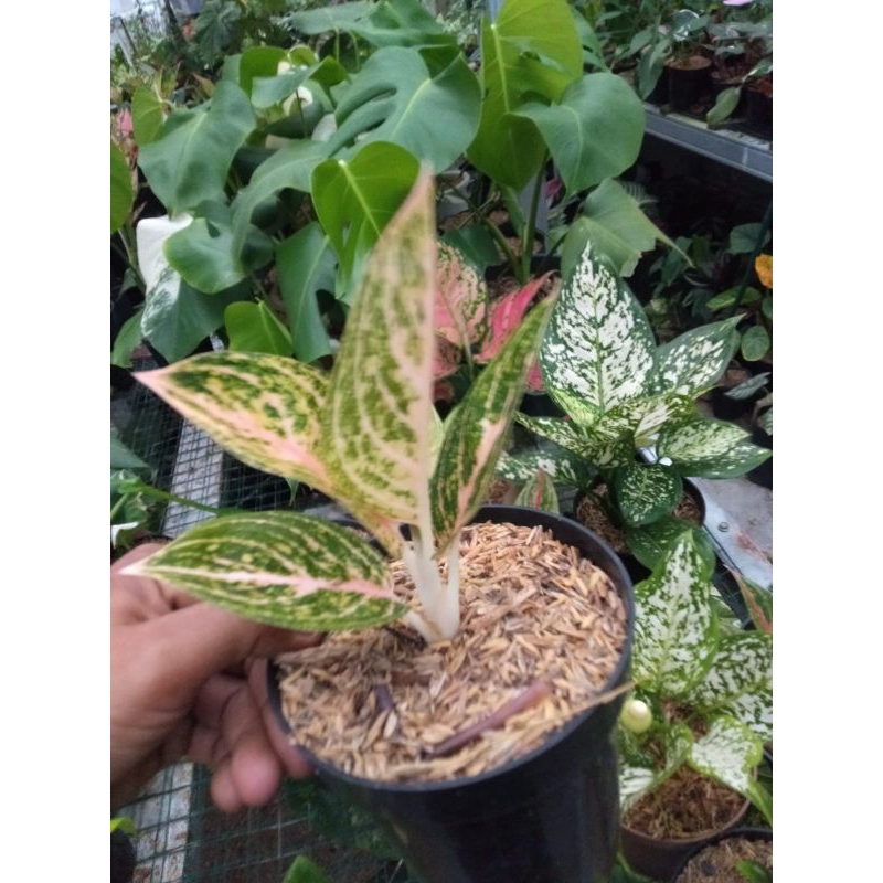 aglonema stardas orange