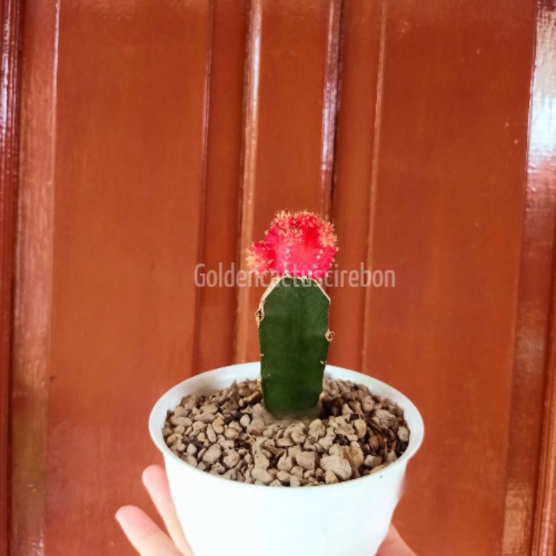 kaktus Gymno import Grafting