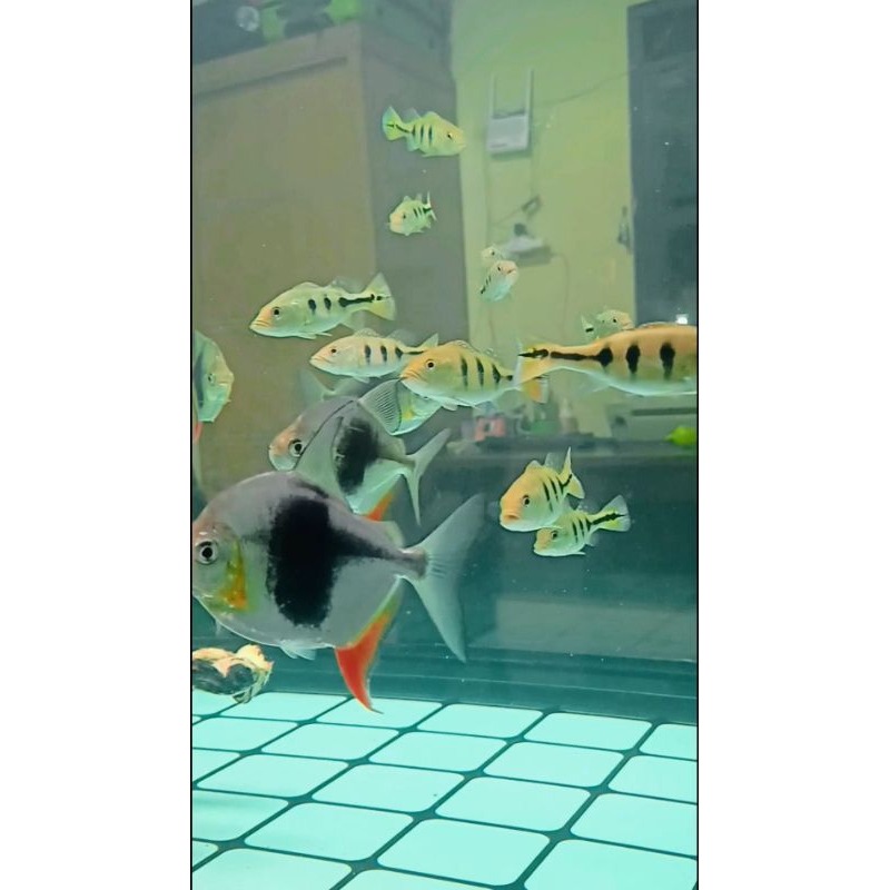 Pbass monoculus goodmarking full pellet