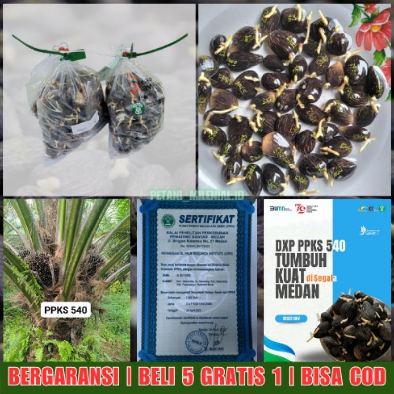 PPKS DxP 540 NG - Bibit Kecambah Sawit Unggul | BELI 5 GRATIS 1 | GARANSI | BERSERTIFIKAT | COD