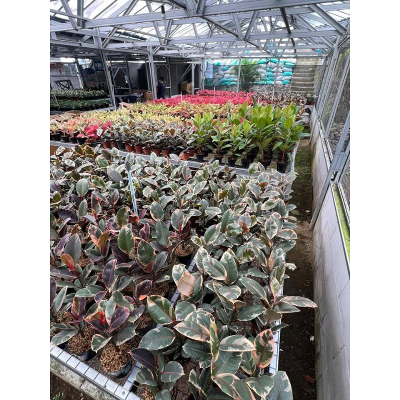 ruby thailand - karet kebo vicus - ruby karet kebo