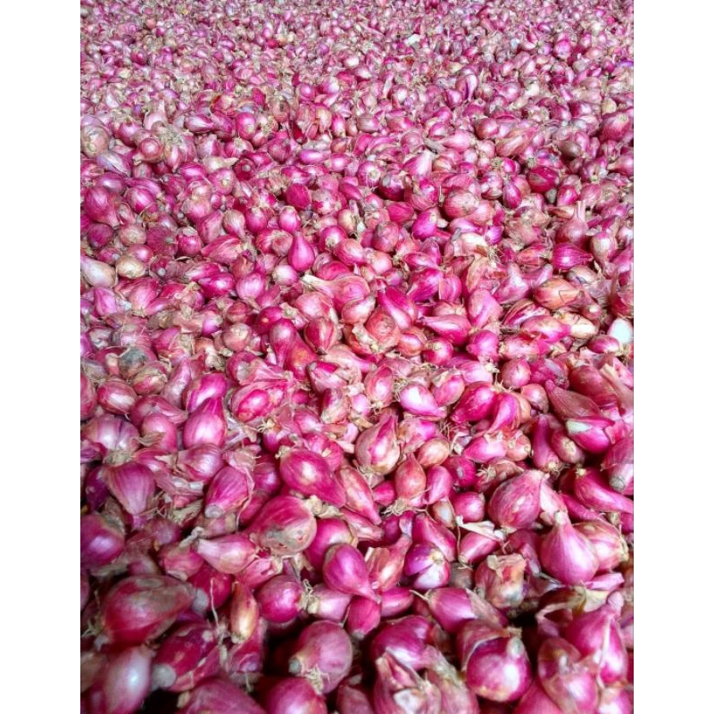 

Bawang merah murah berkualitas/bawang merah