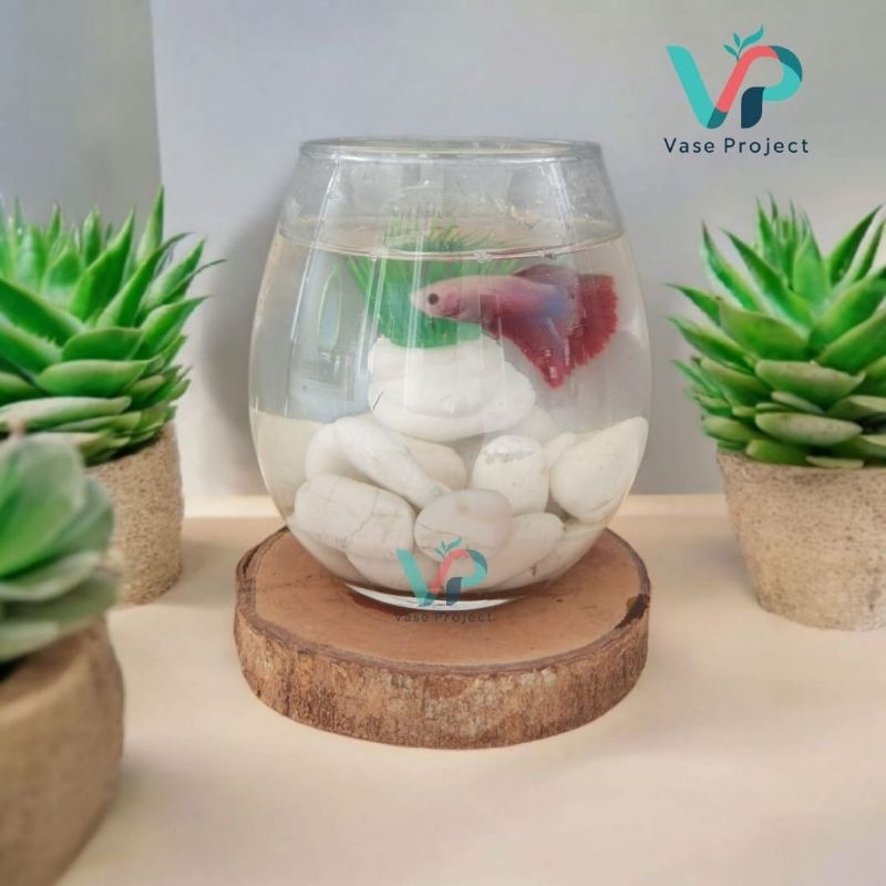 Paket Aquarium Mini Cupang | Aquarium Cupang | Tank Ikan Cupang | Aquascape |