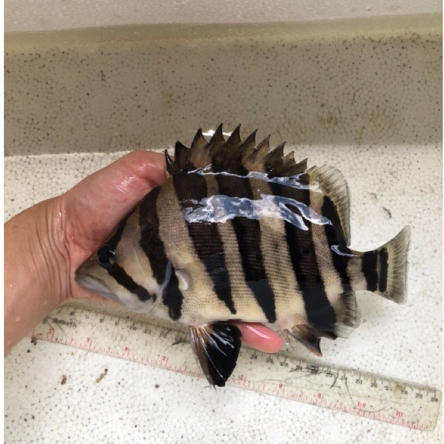 datz high body buat kolkesi ajib lagi diskon ya ukuran 20.21 cm