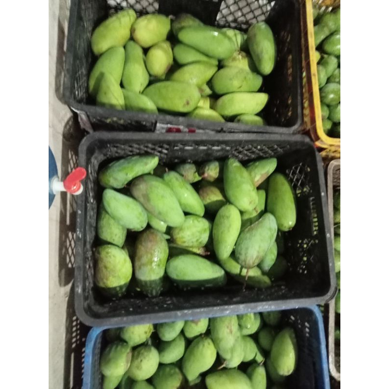 

MANGGA MUDA RUJAK RENYAH SEGAR, matang KIOJAY, CENGKIR, GEDONG GINCU, HARUM MANIS