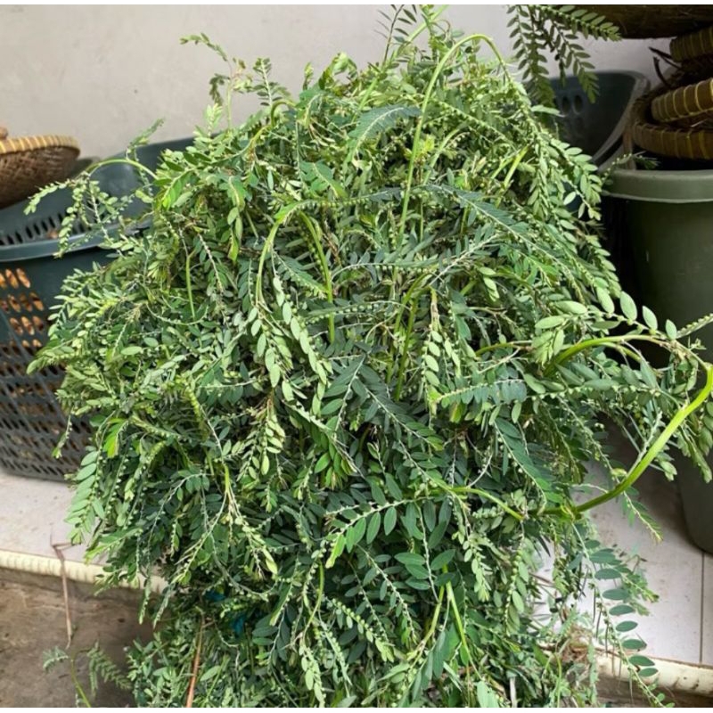 

New Promo daun Meniran segar 100gram murah COD