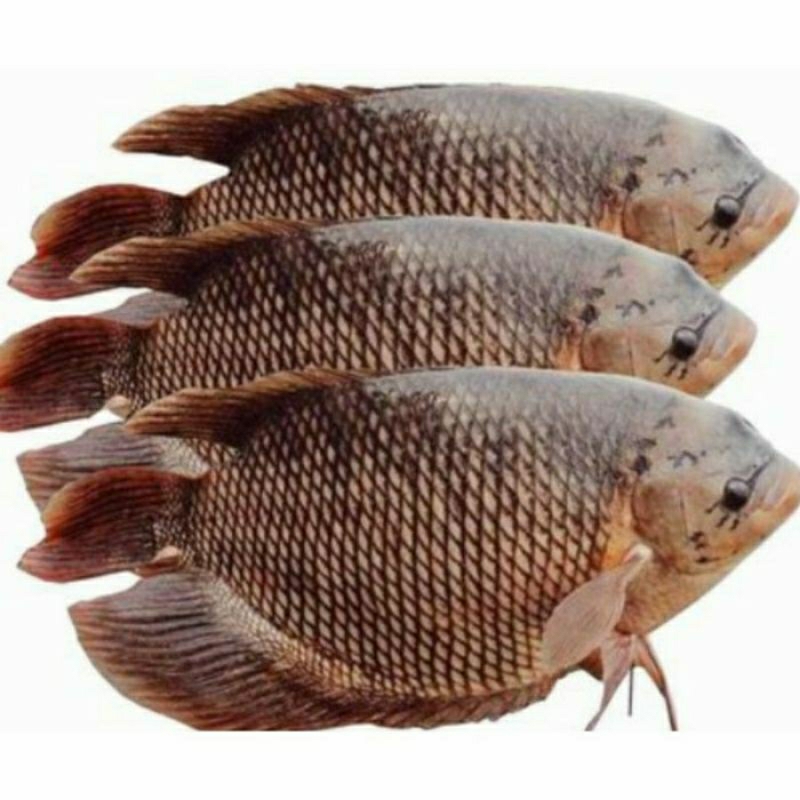 

INSTANT Ikan - gurame segar 1kg by pasar tasik online