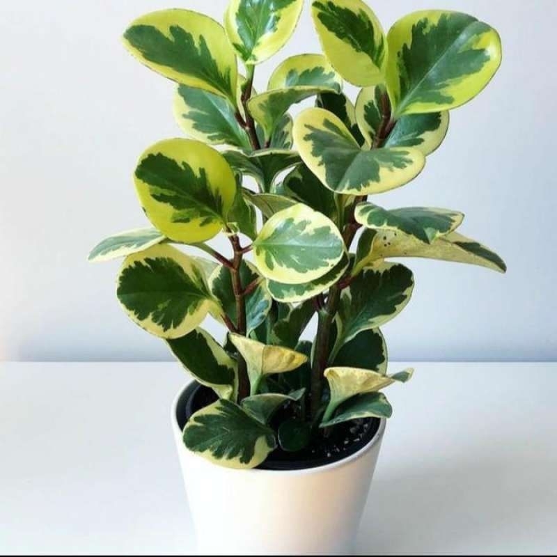 Tanaman Peperomia Obtusifolia Varigata / Peperomia Mangkok Varigata