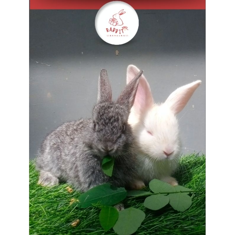 Kelinci ± 3 Bulan Siapan Indukan Jantan Lokal Murah Gray & White | Rumah Kelinci Bandung