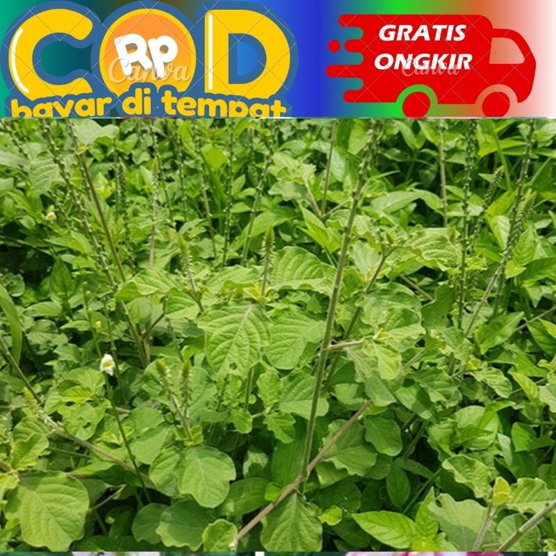 

daun jarong jarong putih perlembar