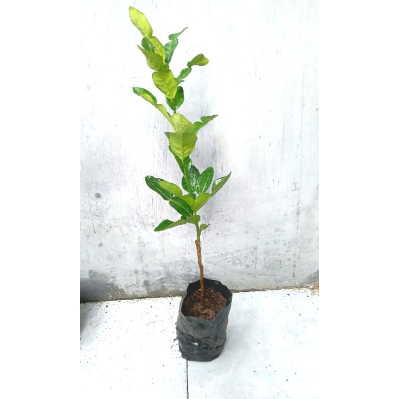 

Bibit Jeruk Purut/Tanaman Jeruk purut, Kurang lebih Tinggi 50 Cm Siap Tanam