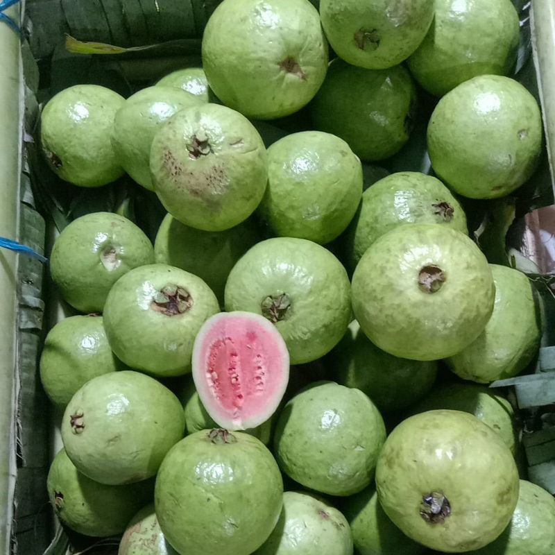 Jambu Biji Merah Segar