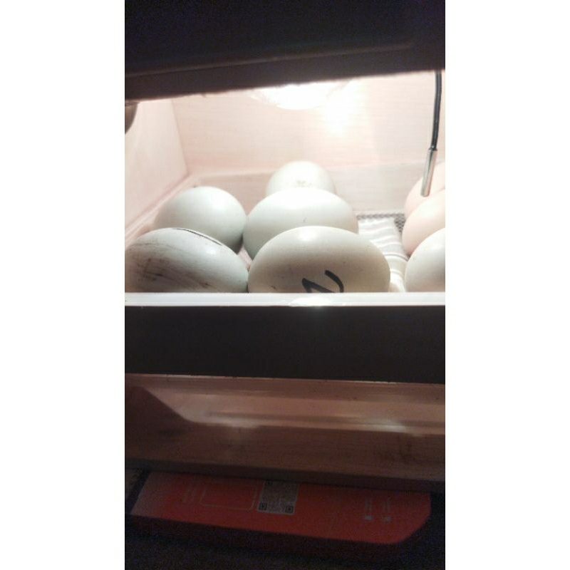 

telur fertil Bangkok