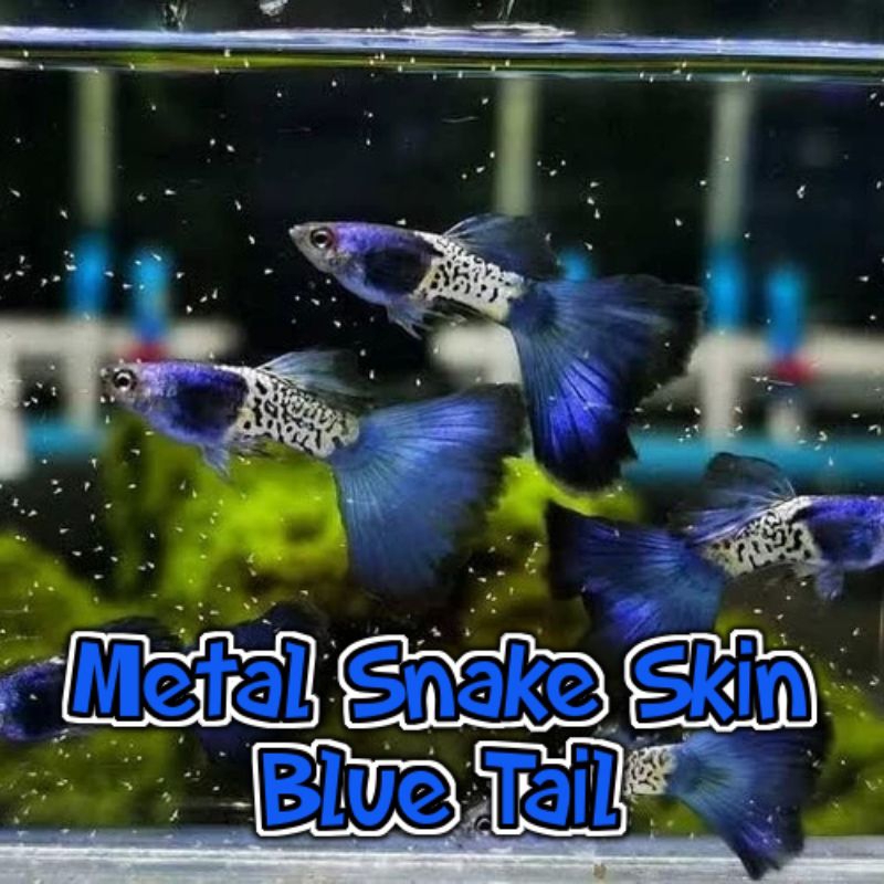 Hiasan Aquarium Ikan Guppy MSSBT Indukan Sepasang Trio