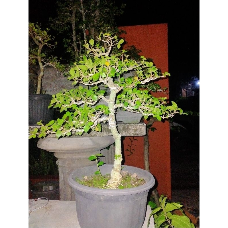 bonsai serut medium real pict