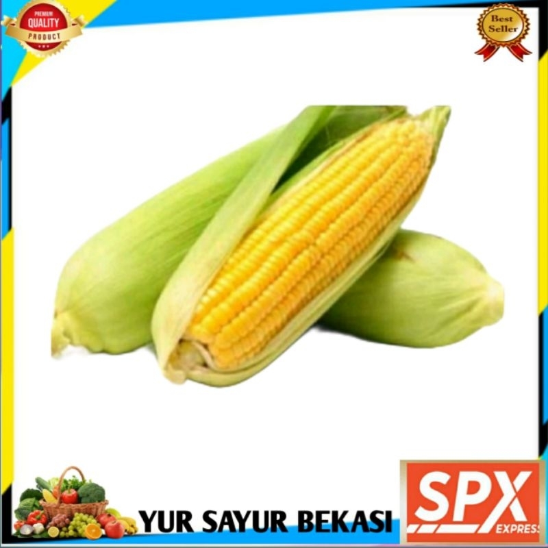 

Jagung Manis Kulit Besar (1 Pcs).