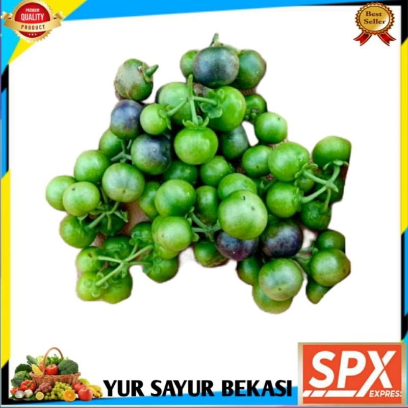 

Leunca Segarr Untuk Lalapan (Perbungkus).