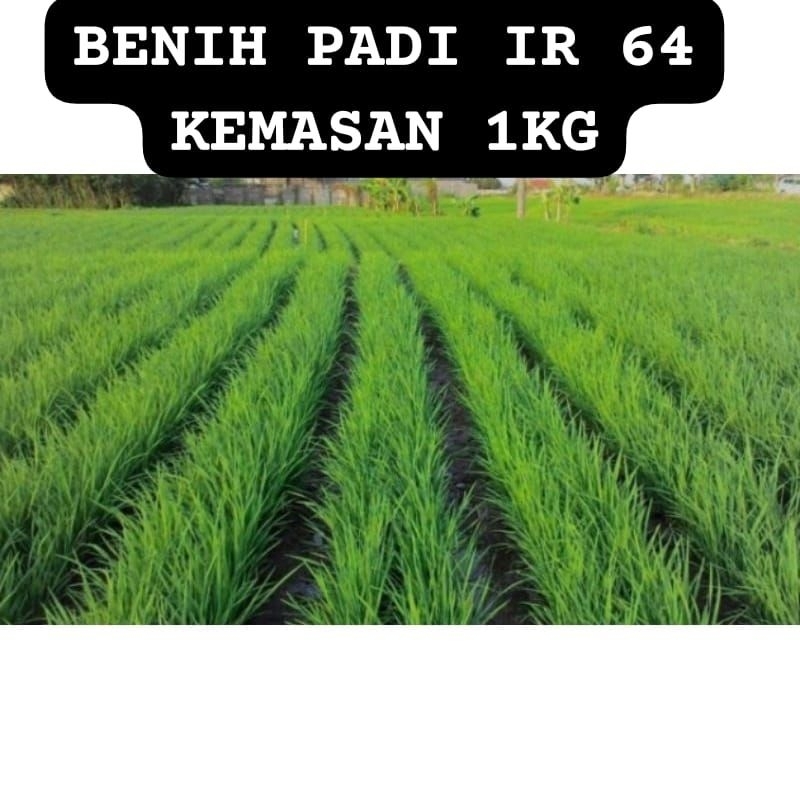 BENIH PADI IR 64 SUPER KEMASAN 1KG