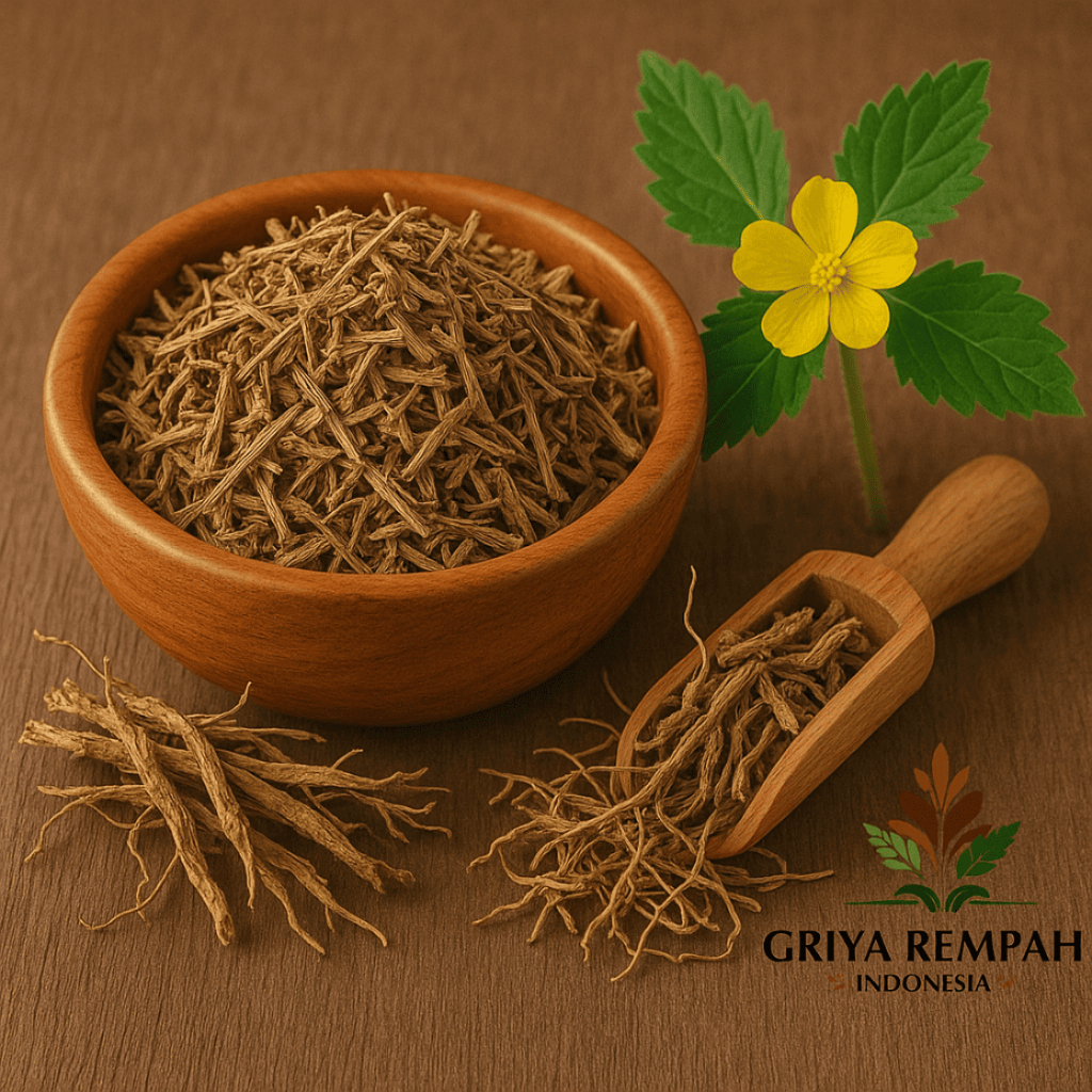 

AKAR SIDAGUR KERINGI 500 GRAM Sidogori Rempah Herbal Simplisia Alami Ramuan Jamu Tradisional Rematik Asam Urat Kesehatan Sendi Sida Rhombifolia Sidagori Saliguri Sadaguri