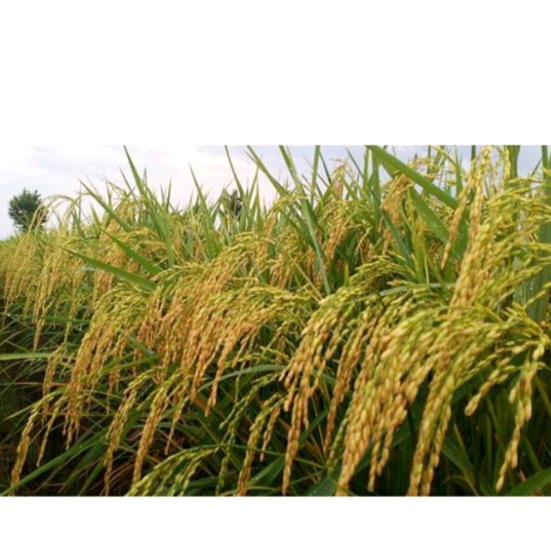 BENIH PADI 2 TONGKOL SUPER KEMASAN 5KG