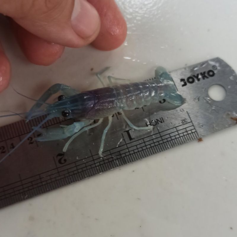 Bibit benih lobster air tawar red claw ukuran 2inch