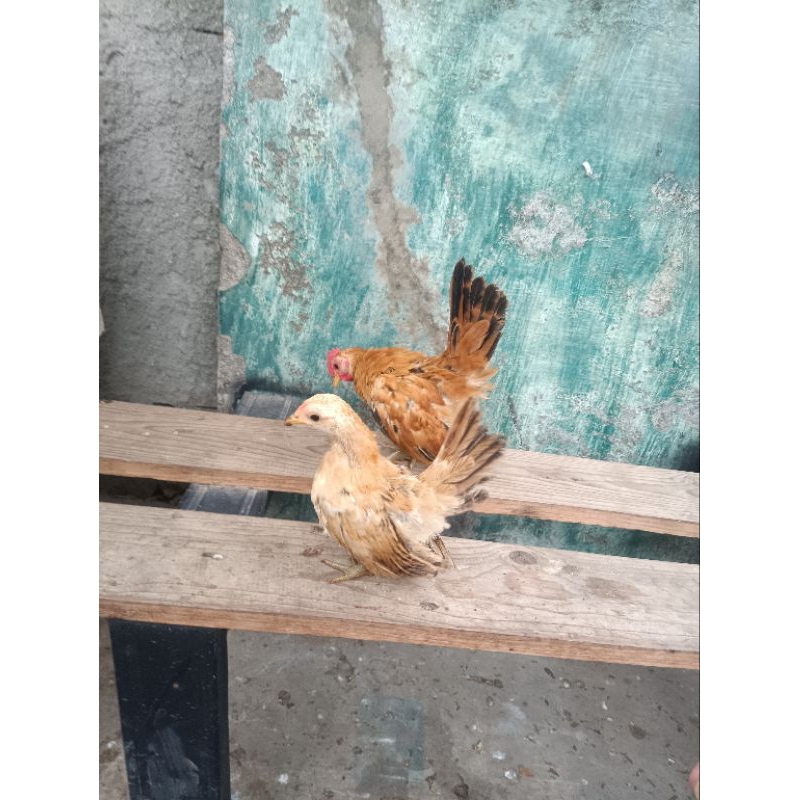 ayam serama sepasang ori