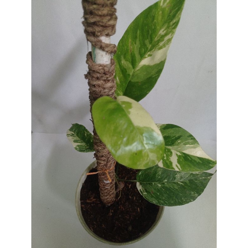 Epiprennum Varigata/Monstera ekor naga Varigata