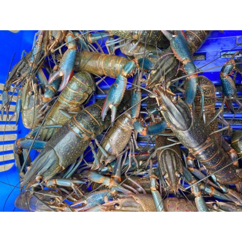 

Lobster Air Tawar REMAJA jenis KONSUMSI