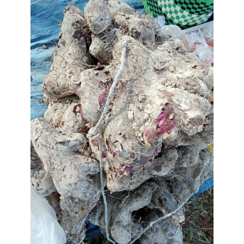 

makanan tradisional polo Pendem ubi uwi satu kg