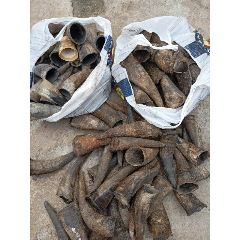 TANDUK SAPI MENTAHAN