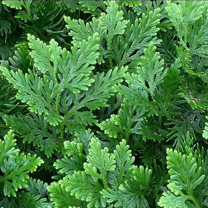 

500 g tanaman herbal ceker ayam