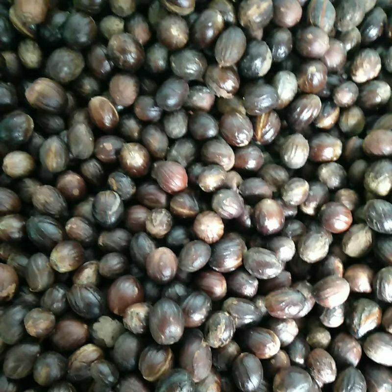 

Biji pala kering100gram