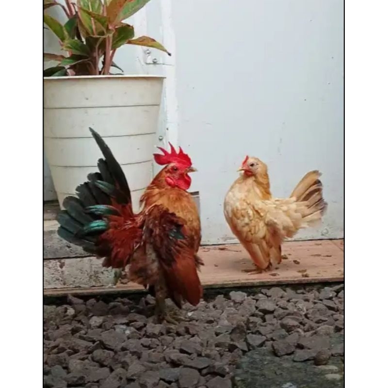 AYAM SERAMA ASLI SEPASANG