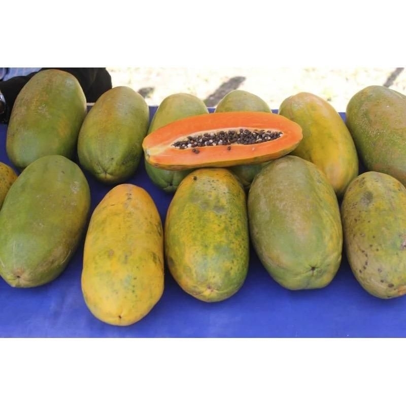 

Pepaya California Fresh Petik dari Pohon 1kg