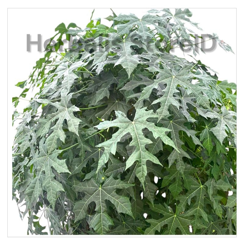 

Daun Gedi Atau Daun Pepaya Jepang 250gram Daun segar untuk kesehatan