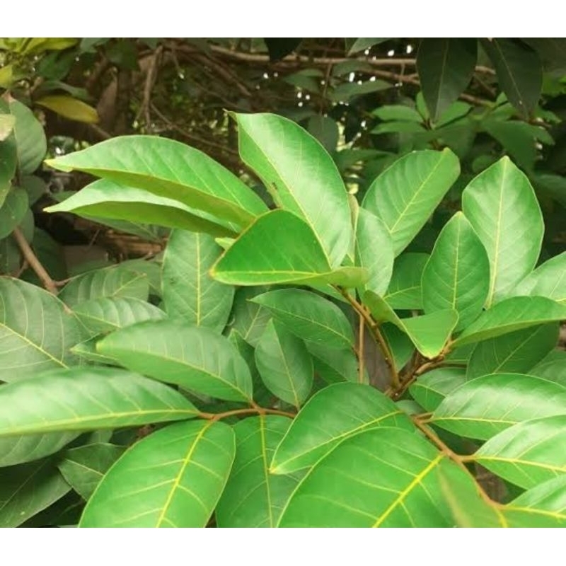 

Daun rambutan segar - daun buah rambutan fresh 250 gram