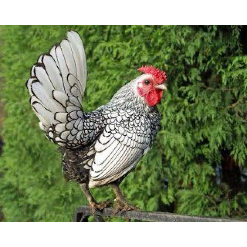 

TELUR TETAS AYAM BATIK ITALY UNTUK DITETASKAN