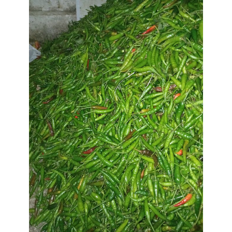 

cabe rawit caplak hijau