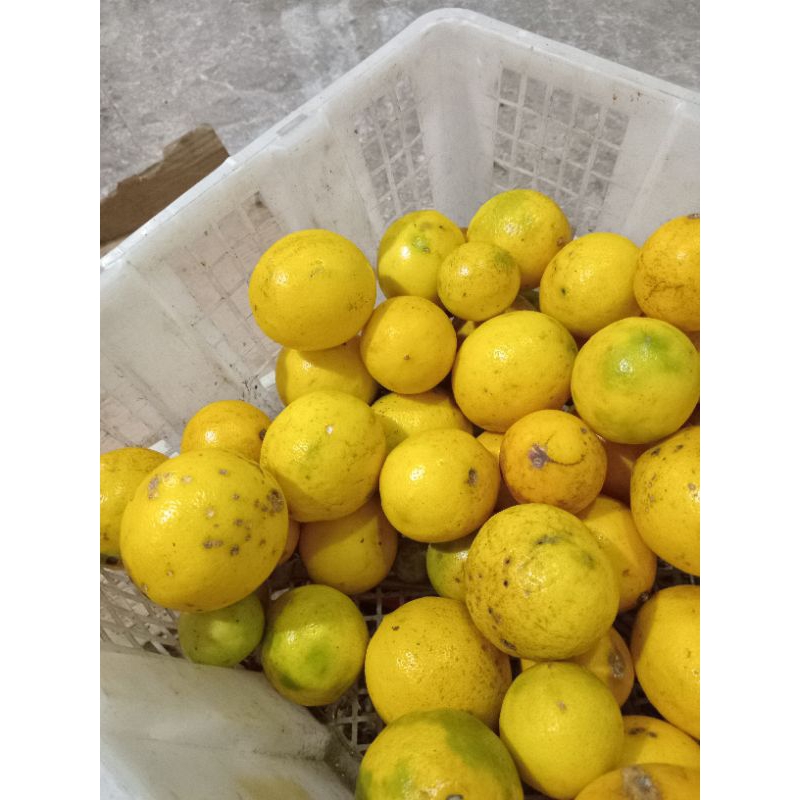 

Jeruk Lemon superr 1 kg